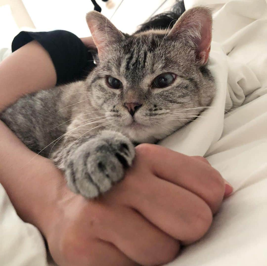 nala_catさんのインスタグラム写真 - (nala_catInstagram)「All you need is love ❤️ 🌎」6月6日 11時32分 - nala_cat