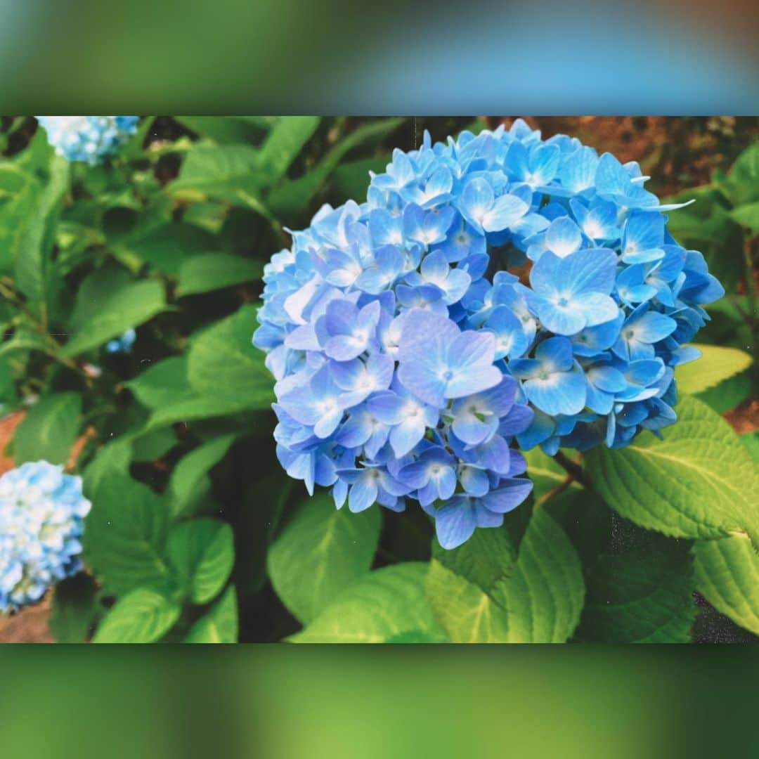 寺崎裕香のインスタグラム：「紫陽花が綺麗に咲いてました♪  皆んな元気ですかー？  今まで通りとはいかないけど、 長い自粛から少し解放。  だからと言って油断せず！ 引き続き気をつけつつ生活せねばですね。  そろそろ梅雨入りかなー？ 天パの私の髪が反抗期に入るよーー！ その前に美容院行きたい。。。笑」