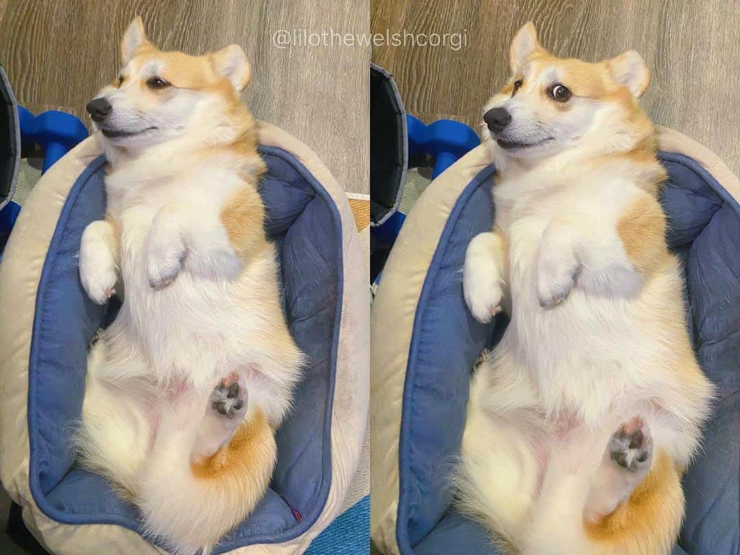 Liloのインスタグラム：「Wait it was #internationalcorgiday woof?! Well it’s happy international corgi day everyday here woof! Much love from this mother fluffer to you woof! ❤️」
