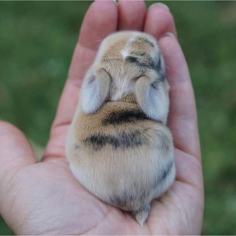 Baby Animalsさんのインスタグラム写真 - (Baby AnimalsInstagram)「This baby bunny is a handful! 😊」6月6日 3時10分 - thebabyanimals