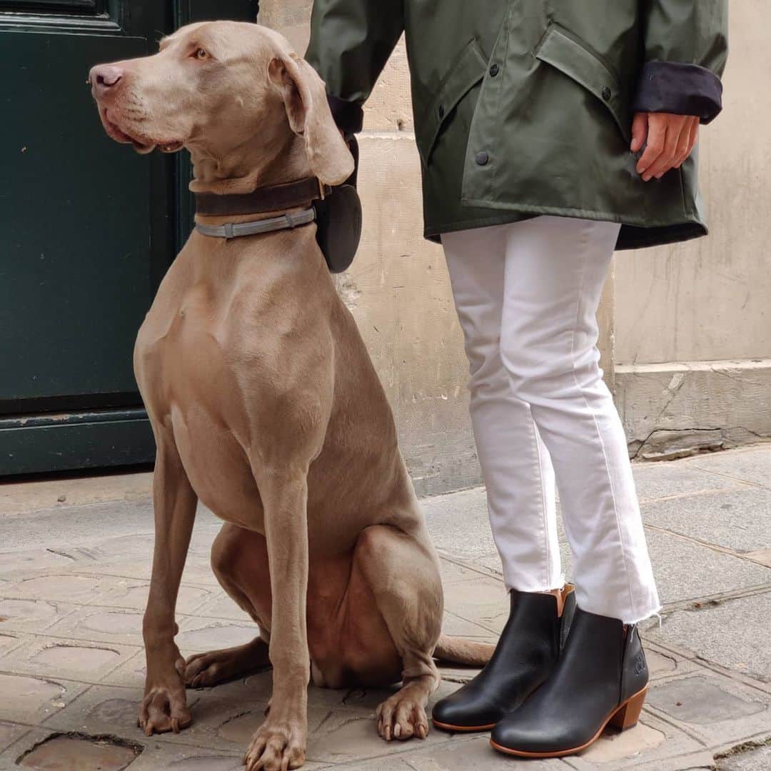 のインスタグラム：「Un temps de chien 🐕 Modèle Marion au pieds  #labottegardiane #braquedeweimar #trotter #modedurable #parisiennestyle #rains #dogsofinstagram #doglovers #parisiandog #lemarais #paris #parisianstreetstyle #ilovedogs #iloveparis❤️」