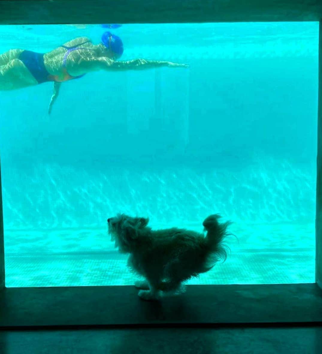 フェムケ・ヘームスケルクさんのインスタグラム写真 - (フェムケ・ヘームスケルクInstagram)「Meet Monty my little furry cheerleader friend! 😍❤️ He runs up and down every lap i swim, but his favorite part is when i do underwater dolphin kicks. 🐬😂🐶❤️ . . . #BestPoolEver #FurryFriend #California 📸 : @bob_greenbaum」6月6日 3時25分 - femheemskerk