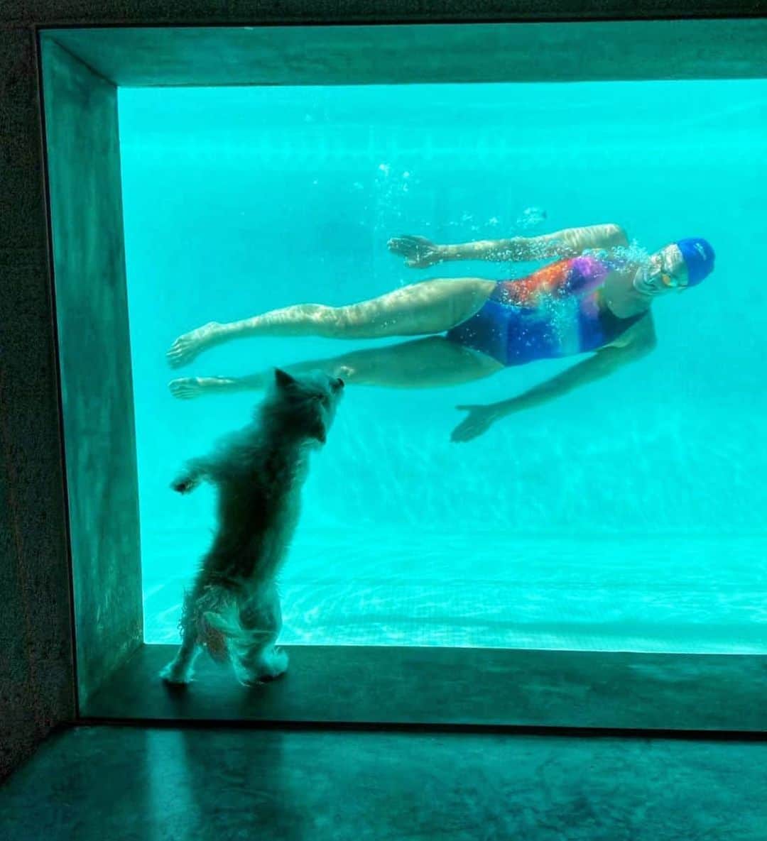 フェムケ・ヘームスケルクのインスタグラム：「Meet Monty my little furry cheerleader friend! 😍❤️ He runs up and down every lap i swim, but his favorite part is when i do underwater dolphin kicks. 🐬😂🐶❤️ . . . #BestPoolEver #FurryFriend #California 📸 : @bob_greenbaum」