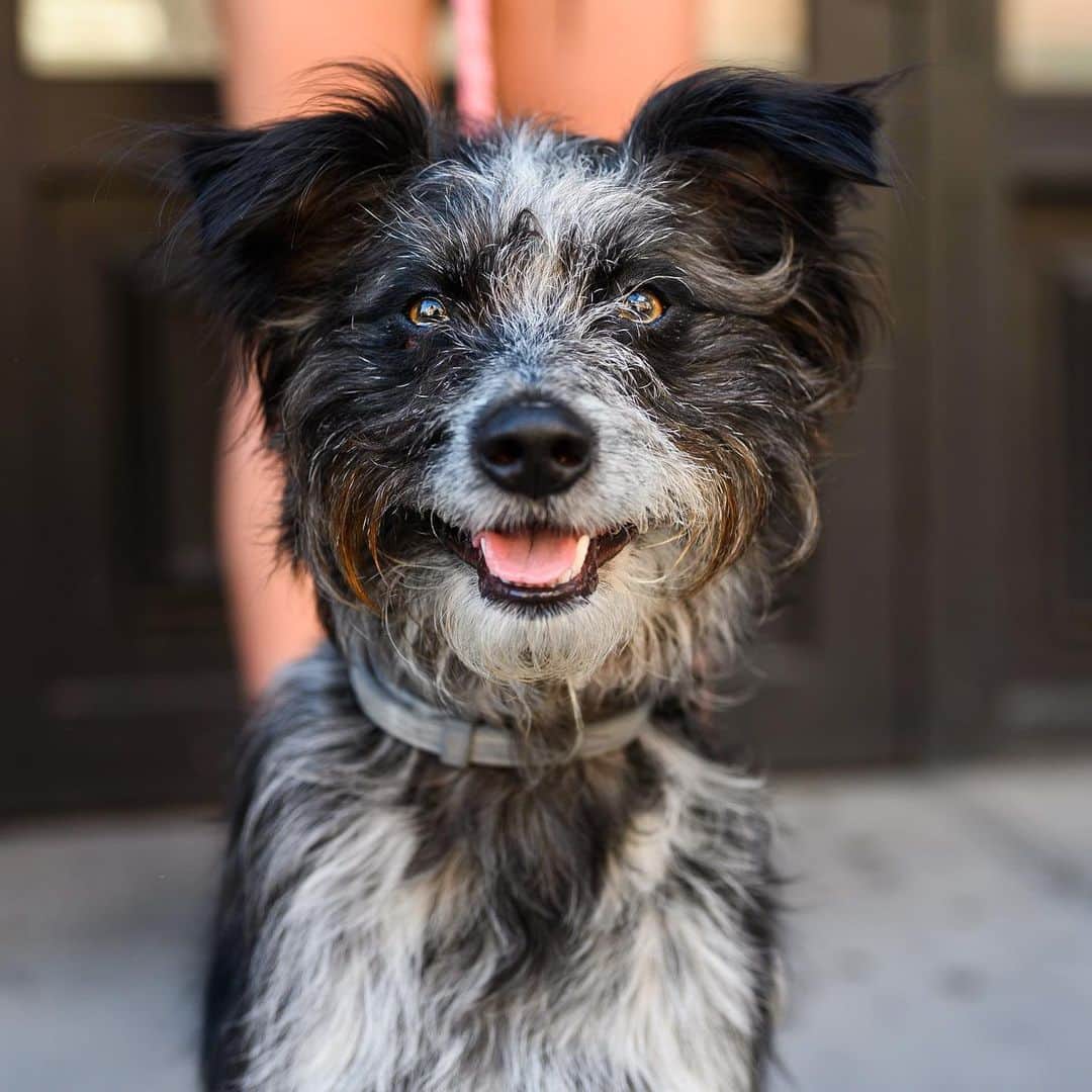 The Dogistさんのインスタグラム写真 - (The DogistInstagram)「Abby, Border Collie/Terrier mix (1 y/o), 17th & Broadway, New York, NY • “She loves to swim up in Lake Champlain and chase the chipmunks.”」6月6日 4時50分 - thedogist