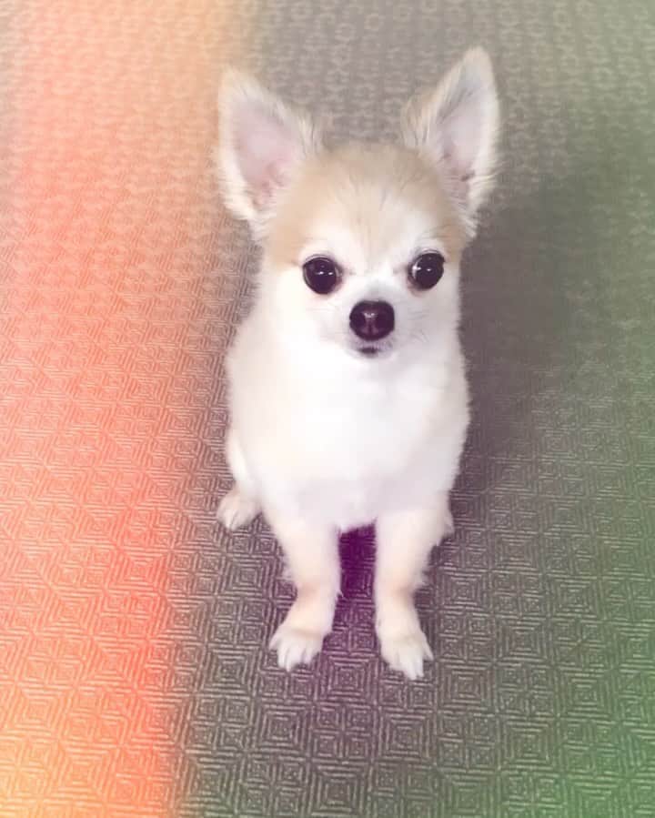 のインスタグラム：「おはポル！ Good Morning Polka!!!! 今日も一日心身共に健康で！  #ポルカ　#チワワ #チワワのいる暮らし #チワワ大好き #チワワ部 #chihuahua #chihuahualife #dog #dogstagram #dogsofinstagram #ワンコ #イッヌ #犬のいる暮らし #犬好きな人と繋がりたい #犬バカ部 #チワワ大好き #チワワ好きな人と繋がりたい #chihuahualife #chihuahualove  #四本足のお友達」