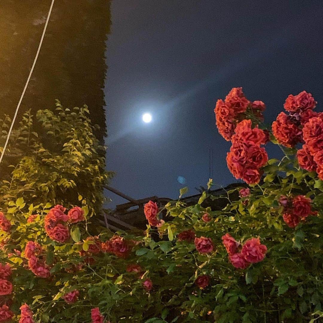 ダイン さんのインスタグラム写真 - (ダイン Instagram)「휘영청: 달빛 따위가 몹시 밝은 모양」6月6日 6時00分 - dainssong