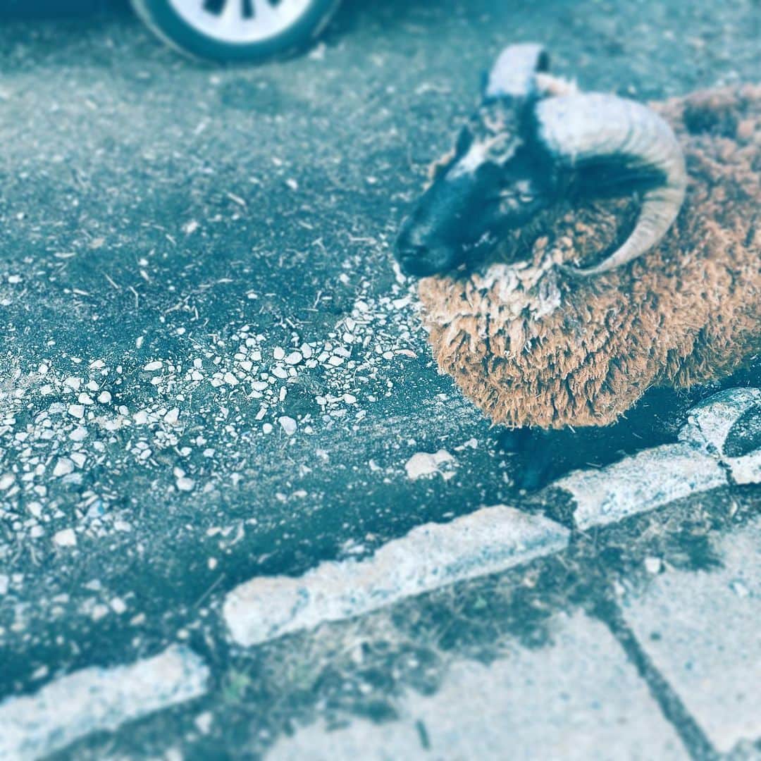 のインスタグラム：「#horn #sheep #farm #parking #brown #wondering #hope」