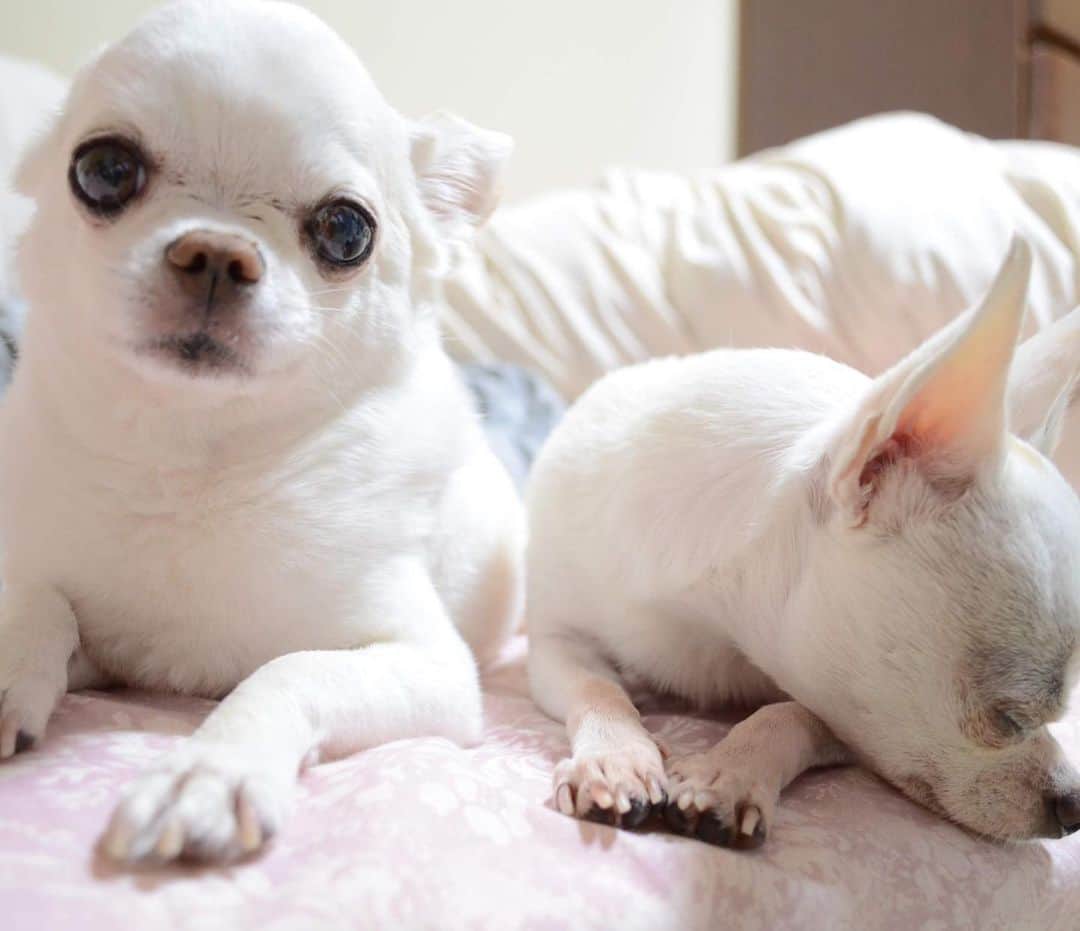 KORIKIのインスタグラム：「おはようございます♪ * #dogofsapporo #dog, #dogs, #dogstagram,#chihuahua,#犬バカ部,#チワワ,#koriki, #hanadog #白スムチ連合会, #スムチー,  #dogofthedayjp, #dogoftheday  #ilovemydog #instadog #instapet #WhiteChihuahua  #吉娃娃 #치와와  #dogsofinstagram #Chihuahualover  #ชิวาวา #チワワの輪 #barkbox #WhiteChihuahuaParty #もふもふモフモフ」