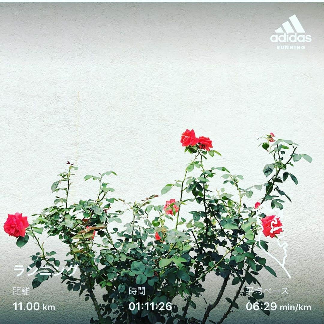 橋本塁さんのインスタグラム写真 - (橋本塁Instagram)「おはようございます！朝ラン終了！ 今日は快晴で暑くて走りやすかったです！ 心身共に健康で。今日も今日とて作業日。  #stingrun #朝ラン #玉ラン #adidas #adidasultraboost  #run #running #ランニング　#心身ともに健康に」6月6日 7時39分 - ruihashimoto