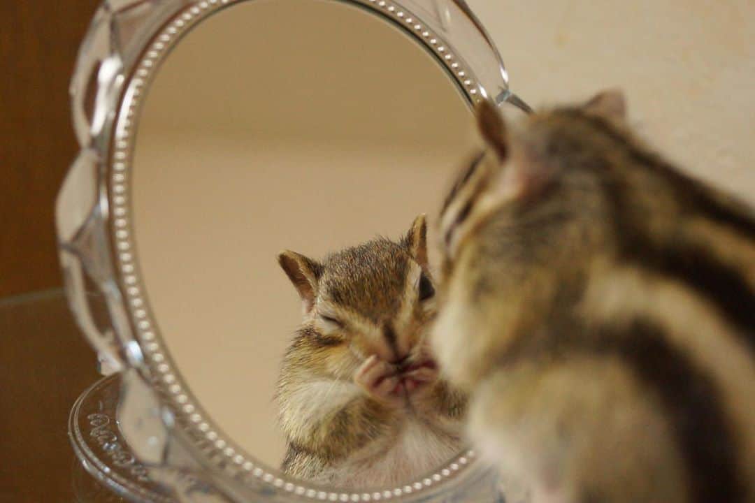 ビッケ & トッドさんのインスタグラム写真 - (ビッケ & トッドInstagram)「#Bikke Mirror mirror on the wall, who's the fairest of them all?  鏡よ鏡、世界で一番可愛いシマリスはだぁれ？  #まるっと小動物展 開催中 #chipmunk #snowwhite #シマリス #リス #白雪姫」6月6日 8時33分 - bikke_the_chip