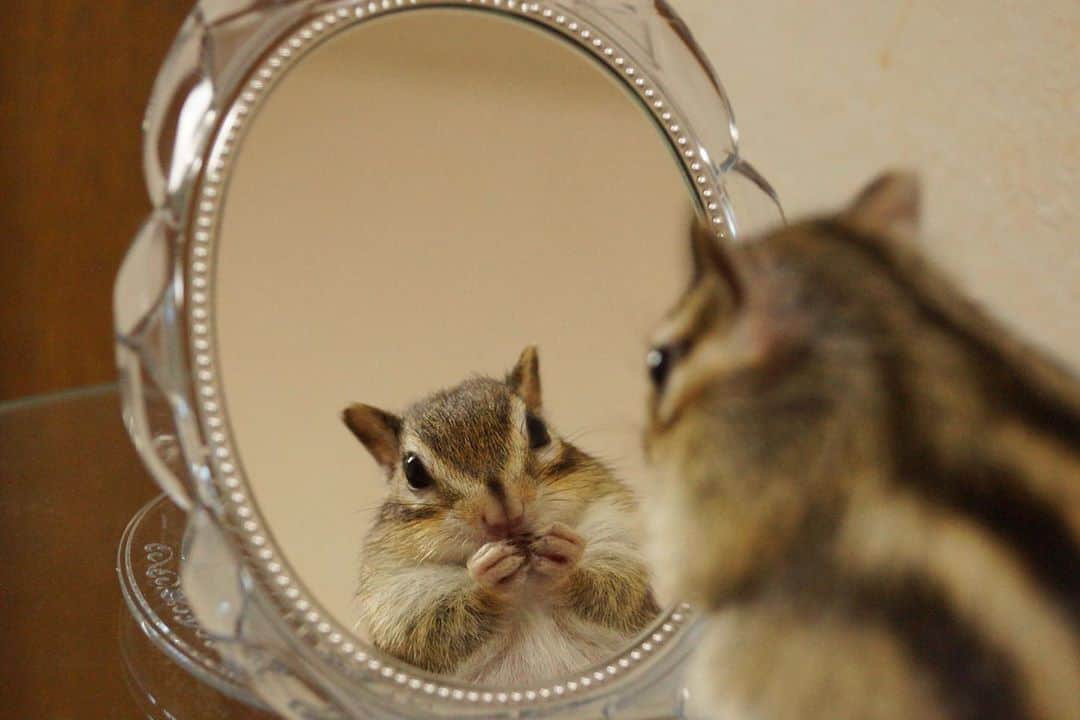 ビッケ & トッドさんのインスタグラム写真 - (ビッケ & トッドInstagram)「#Bikke Mirror mirror on the wall, who's the fairest of them all?  鏡よ鏡、世界で一番可愛いシマリスはだぁれ？  #まるっと小動物展 開催中 #chipmunk #snowwhite #シマリス #リス #白雪姫」6月6日 8時33分 - bikke_the_chip