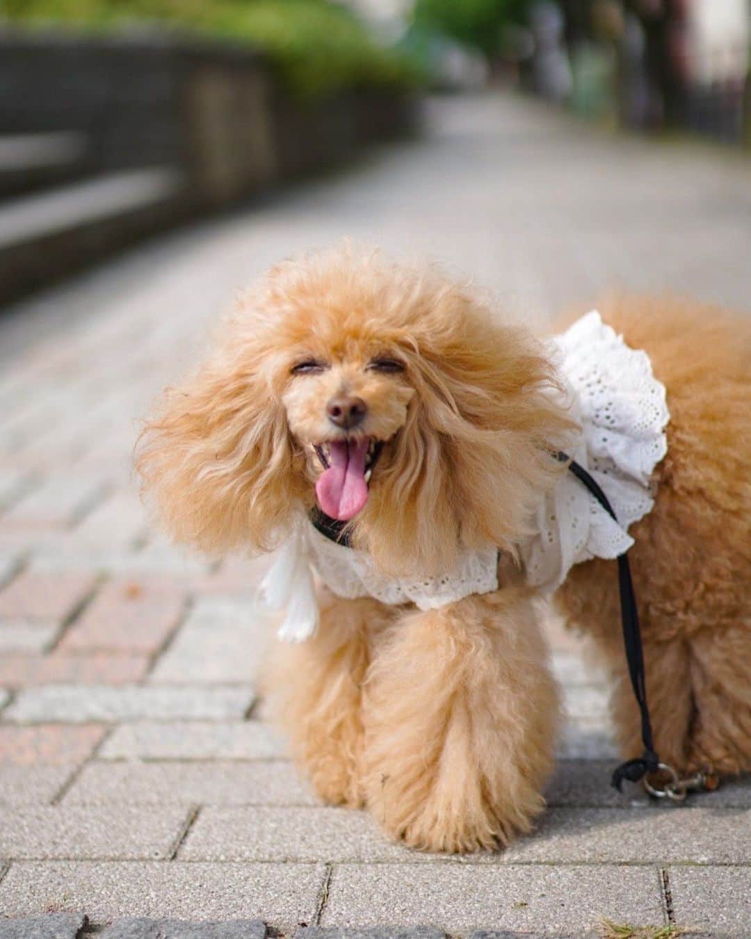 Toypoodle Mikuru?Asakusa Tokyoのインスタグラム：「20200606 Saturday. Good morning! Friends 💕 爽やかな朝〜と言うわけではないけれど いつもより遅い あさんぽ🐾 6月なのにもう暑いですね💦 これから暑さも増し増しなんだろうなぁ😰 . #あさんぽ #隅田公園 #酷暑 の予感」