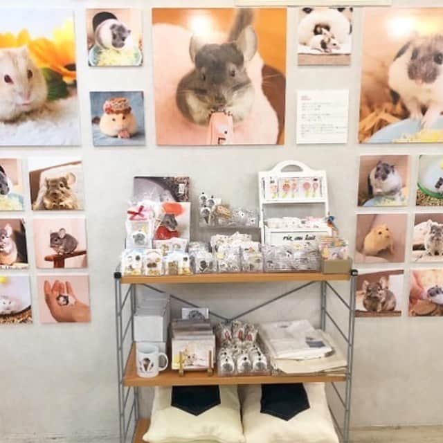 hamster_mocoさんのインスタグラム写真 - (hamster_mocoInstagram)「きなこ餅キミちゃん😋🐹💓 もちもち香ばしくておいしいよ〜😂 ･ 昨日からスタートした【まるっと小動物展】に初日行かれたフォロワーさん達が沢山写真をアップしてくださってました😭💖 今回は東京に行けないからとっても嬉しいです✨ありがとうございます🥰🙌🏼 ･ 本日も#まるっと小動物展 よろしくお願いします🐹🦔🐿🐭🌼💕 2020.6.6 ･ #ハムスターキミ#アルビノ#ハムスター#ジャンガリアンハムスター#ジャンガリアン#ジャンガリアンプディング#プディングジャンガリアン#イエロージャンガリアン#ふわもこ部 #モフモフ#ペット#ハムスタグラム #hamster#djungarian#hamstagram#hammy#happy_pets#PET_OF_OUR_WORLD#igersjp#ig_japan#instapet#weeklyfluff#kawaii#cute#仓鼠#정글리안#햄스터#9gag」6月6日 8時50分 - asahi.fl