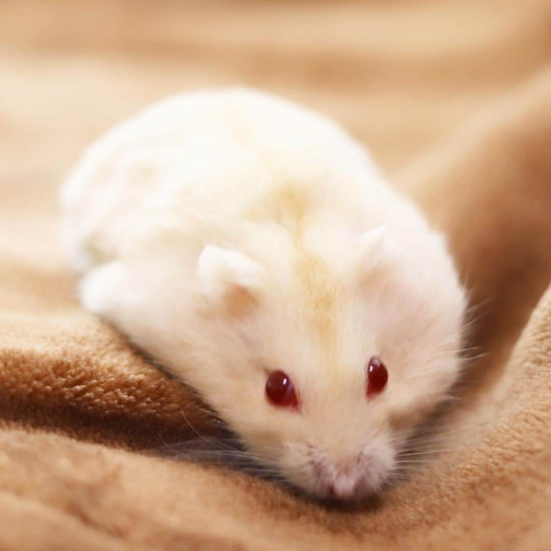 hamster_mocoさんのインスタグラム写真 - (hamster_mocoInstagram)「きなこ餅キミちゃん😋🐹💓 もちもち香ばしくておいしいよ〜😂 ･ 昨日からスタートした【まるっと小動物展】に初日行かれたフォロワーさん達が沢山写真をアップしてくださってました😭💖 今回は東京に行けないからとっても嬉しいです✨ありがとうございます🥰🙌🏼 ･ 本日も#まるっと小動物展 よろしくお願いします🐹🦔🐿🐭🌼💕 2020.6.6 ･ #ハムスターキミ#アルビノ#ハムスター#ジャンガリアンハムスター#ジャンガリアン#ジャンガリアンプディング#プディングジャンガリアン#イエロージャンガリアン#ふわもこ部 #モフモフ#ペット#ハムスタグラム #hamster#djungarian#hamstagram#hammy#happy_pets#PET_OF_OUR_WORLD#igersjp#ig_japan#instapet#weeklyfluff#kawaii#cute#仓鼠#정글리안#햄스터#9gag」6月6日 8時50分 - asahi.fl