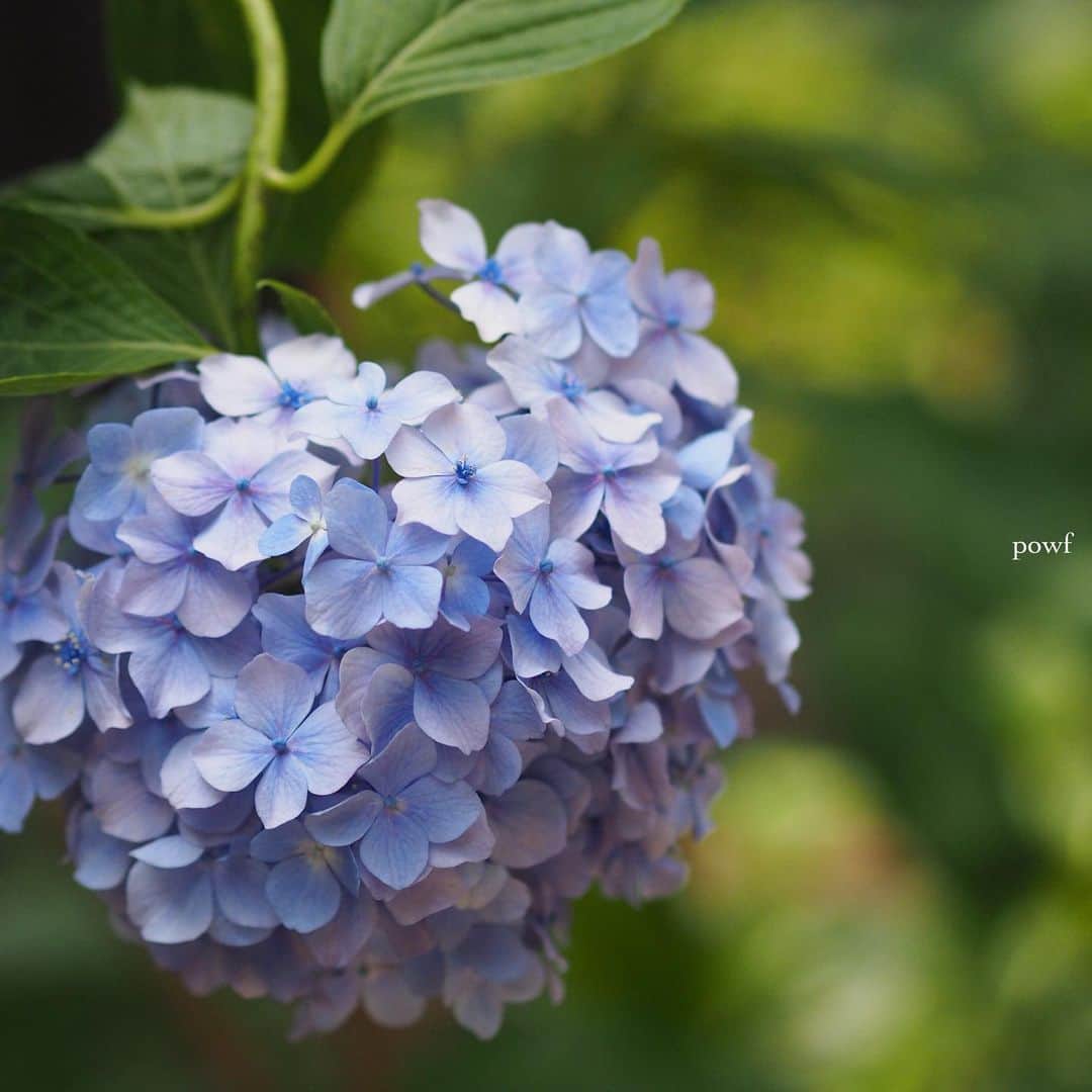 anemone_69のインスタグラム：「. 去年撮った #hydrangea #アジサイ #あじさい #紫陽花 . . .」