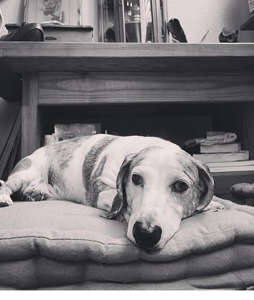 カイル・ガルナーのインスタグラム：「Today we said goodbye to louis. He loved exploring, food, napping in the sunshine and his family. He was the very definition of a good boy and believe it or not that little guy was one of the bravest dogs I’ve ever met. He wouldn’t back down from anything. After tara got pregnant and the boys were born he really stepped up his game. No one was allowed near her or them that he didn’t like. He liked most people but every once in a while someone or someone’s dog didn’t pass the test. I will never forget the day louis punked a 100+pound pit bull that he decided got to close (the pit bull wasn’t doing anything wrong louis just wasn’t having it). The dogs body building owner couldn’t believe that his giant dog was cowering on its back in front of this tiny almost cross eyed weiner dog. I believe his exact words were “what the f$&k?” But that was louis... Small dog big spirit. He also knew when someone needed help. As some of you know and some of you may not I had a serious drinking problem back in the day and kicking the habit was not only hard but painful. I found myself sleeping a lot. Louis was the perfect companion for that. He barely left my side for most of the time I was shaking things out. He would sleep when I slept and would wake me up just often enough to make sure I was still alive and moving. He was a much needed piece of comfort in a very dark time. Everywhere we took louis people loved him. He was truly unique, a sweet boy, one of a kind and we will miss him terribly. That’s the cruel joke of owning a dog... you love them so much and they give you so much without asking for anything in return but they don’t stick around forever. They are a bright light in the darkness. So thank you for everything louis... our good boy... our protector... our cuddle buddy. See you at the rainbow bridge.」