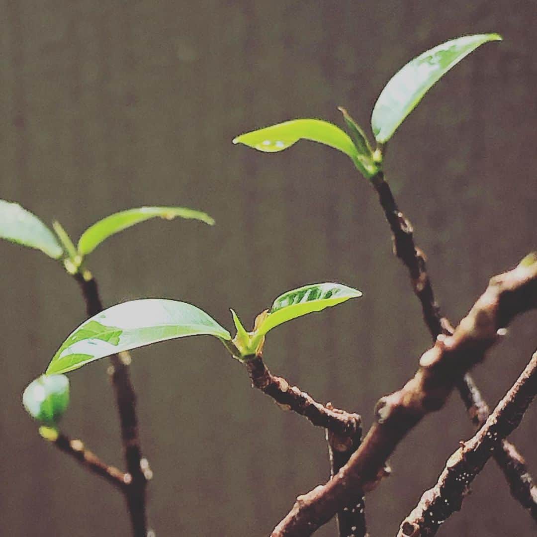 中村靖日さんのインスタグラム写真 - (中村靖日Instagram)「.  この枝は厳しいかも…と 剪定して挿し木したあちこちから どんどん芽が出てきます。  よかった。  #banyantree #ガジュマル #foliageplant #観葉植物 #tree #木 #goodmorning #internet #summerday #sunnyday #tokyo #japan #photo #actor #balconyview #landscape #withafterpost」6月6日 9時25分 - yasuhi_nakamura
