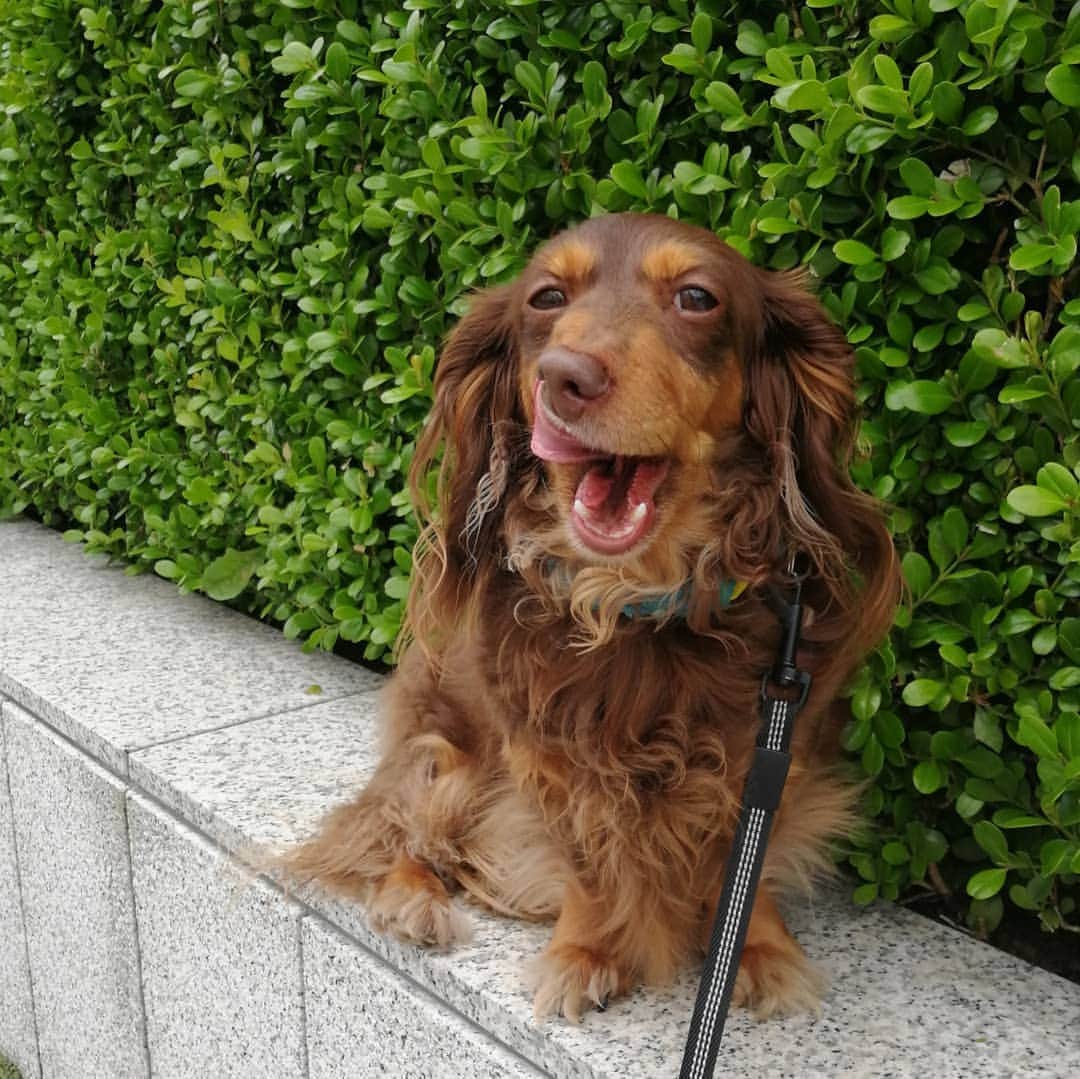 ななこさんのインスタグラム写真 - (ななこInstagram)「暑くなりそうなので、 早めのお散歩🐾👣 ※ ※ #犬 #愛犬 #ダックス #カニンヘン　 #dog #dachshund #dogstagram  #doxie #instadog #instadachshund  #petstagram #dachshundsofinstagram」6月6日 9時40分 - nanaco_dachs