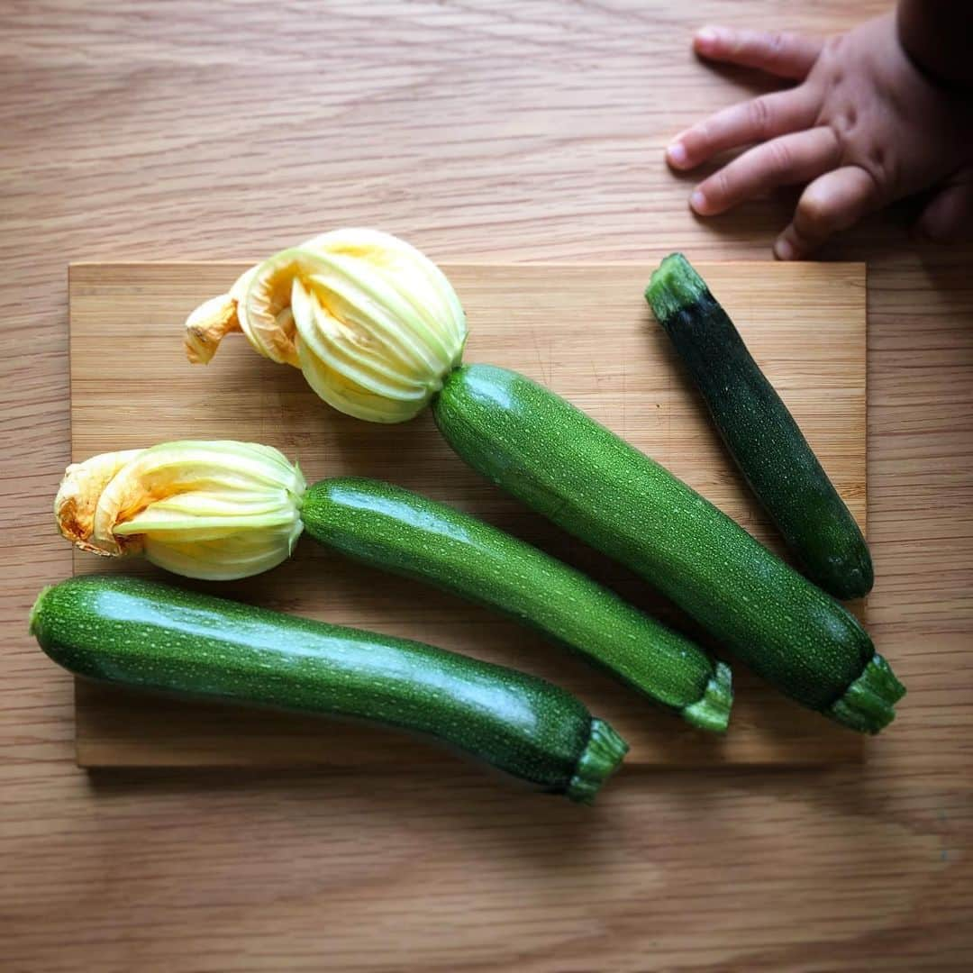 COLLOのインスタグラム：「朝から収穫〜👏 ・ この状態、花ズッキーニ🌼というらしい。 ・ 採れたて✨ 毛？トゲ？が痛い！ でもぴかぴかしてる ・ 前回の収穫はラタトゥイユになりました。 これはどう料理されるのかな〜😋 ・ #家庭菜園 #とれたて野菜」