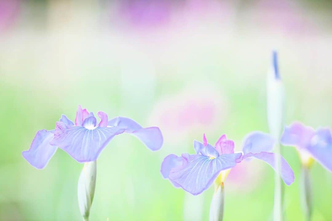 kiccyomuのインスタグラム：「☁️ 2020.06.06 Sat 先週のお写ん歩… #花菖蒲 は、色合いも豊富で 見るのも撮るのも楽しみです😊 今日は、久々… 江戸川を越えてみようかな？ イイですかね、荒川越えはまた今度😅 #心に花を * #一日も早く平穏な日が訪れますように 🙏 * location #千葉 📷撮影 2020年06月」