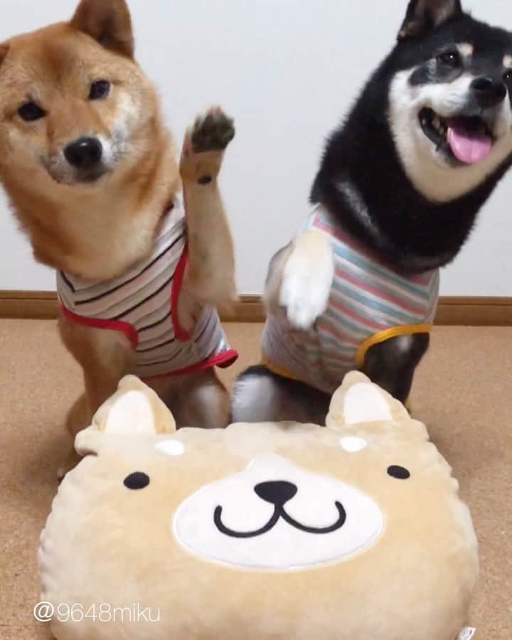 黒柴みくのインスタグラム