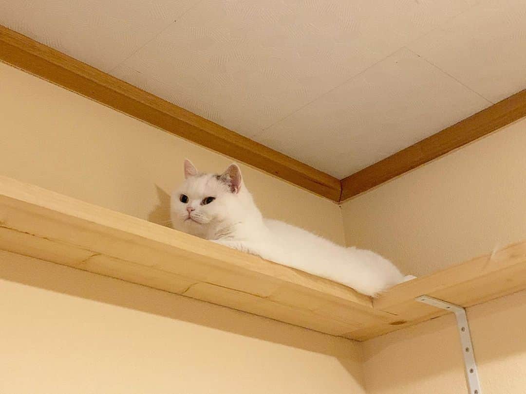hanaのインスタグラム：「ふわふわのがびろ〜んと伸びてます🙂 顔もムチムチ🐖  #ねこのいる生活 #ねこと暮らす #cat #cats #catlover #cutecats #catsnap #catstagram #ilovemycat #adorble #ig_catclub #cats_of_instagram #kawaii #kawaii_cat #meowbox #bestmeow #fluffy #funnycritters #scottishfold #neko #kitty #ねこ #ねこ部 #ネコ #猫 #スコティッシュフォールド #スコティッシュ」