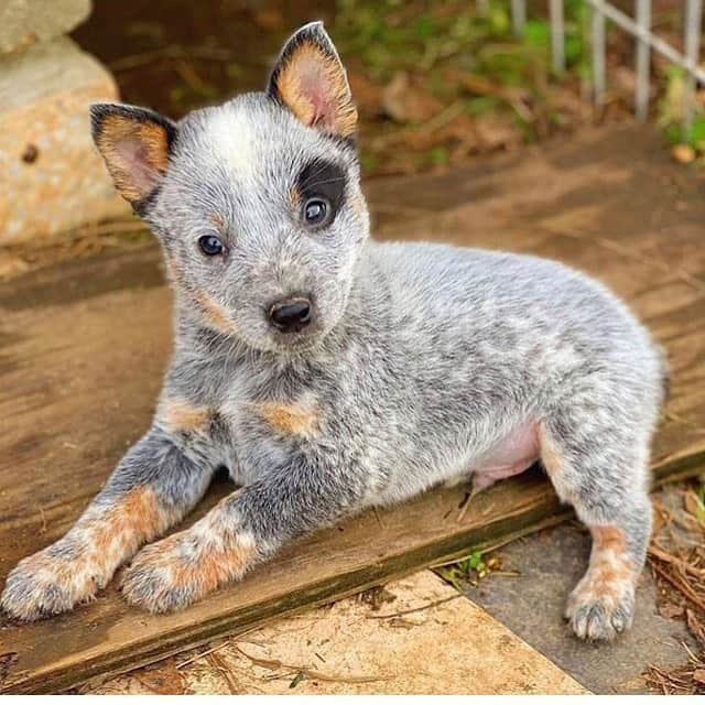 animals.coのインスタグラム：「Hi 🐶☺️ | Photography by @mississippi_blue_heelers」