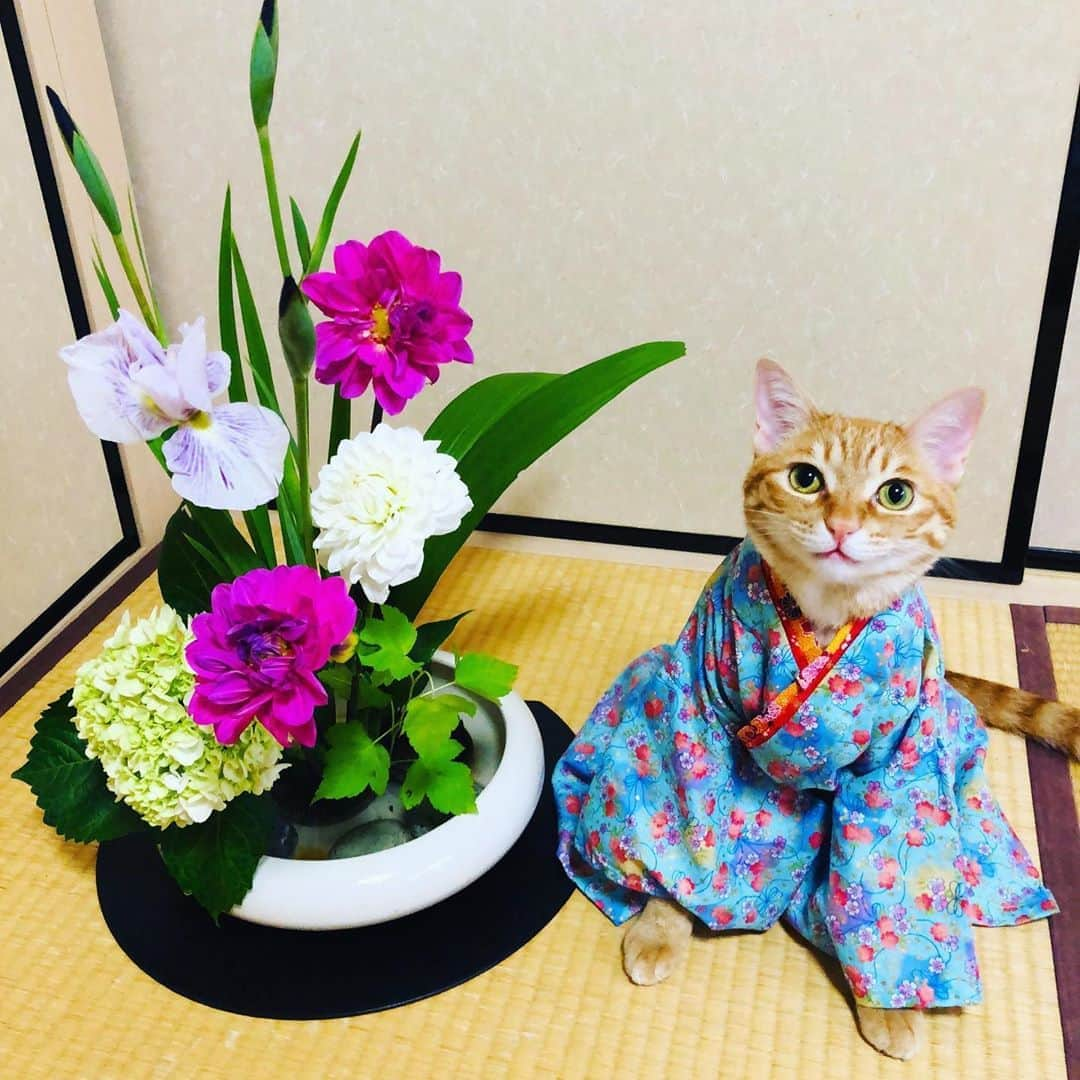 マロさんのインスタグラム写真 - (マロInstagram)「💐いけばなの日💐　SWIPE▶️ ✴︎ 古来より芸道の上達を祈念し、稽古始めは6歳6月6日が良いと言われてきました。世阿弥の「風姿花伝」の中に「稽古始めは6歳ころが望ましい」とあること、歌舞伎の台詞に「6歳の6月6日」とあり語呂合わせがいいこと、指で数える時に「6」で小指が立ち「子が立つ」ということなど諸説あるそうです。 ✴︎ June 6 is the day of "lkebana" in Japan. It is also called "Kado." Kado is a traditional Japanese art originating from the Heian period in which flowers and plants are specially arranged in a vase for appreciation. Those flowers are usually displayed in tokonoma. It is said that Ikebana began when the Buddhist monk offered flowers before a mortuary tablet. ✴︎ 今月もマロペースな投稿になりますが、よろしくお願いします❣️ いつもコメントありがとうございます😺🙏💕 返信出来なくてすみません🙇‍♀️ 全て拝見しています🐾 ✴︎ Thank you for your kind comments😺🙏💕 I'm sorry that I couldn't reply. ✴︎ #cat#cats#catsofinstagram#😻 #japaneseculture#flower #ikebana#にゃんすたぐらむ#ねこ #猫#ねこ部#ふわもこ部#今日は何の日#いけばなの日#いけばな  #日本文化#花#ねこのいる生活  #斉藤和義#華道」6月6日 20時07分 - rinne172