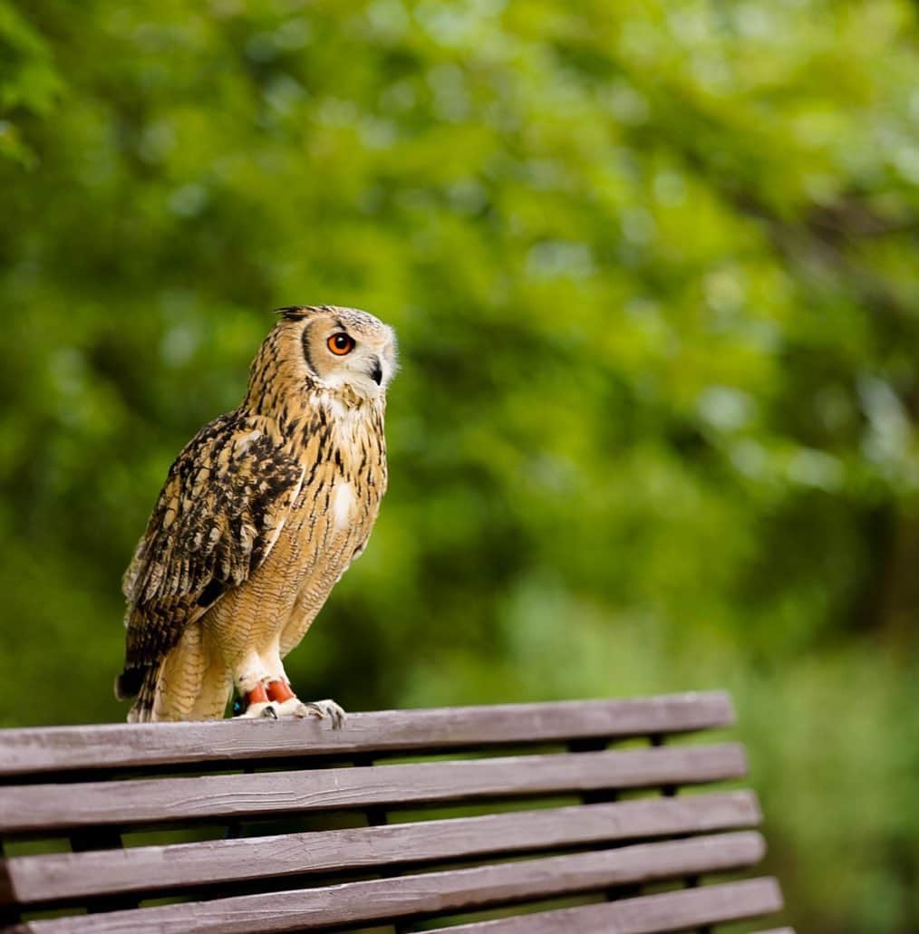 GEN3 Owlのインスタグラム：「公園に行ってきたよ。 I went to the park with Garu. #owl #owlgaru」