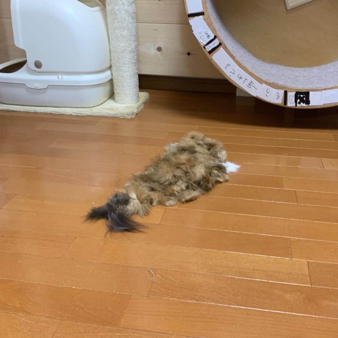 ひのき猫さんのインスタグラム写真 - (ひのき猫Instagram)「秀吉が〜っ！！ #秀吉 #ねこのいる生活 #cat」6月6日 20時21分 - hinoki.cute.kitten