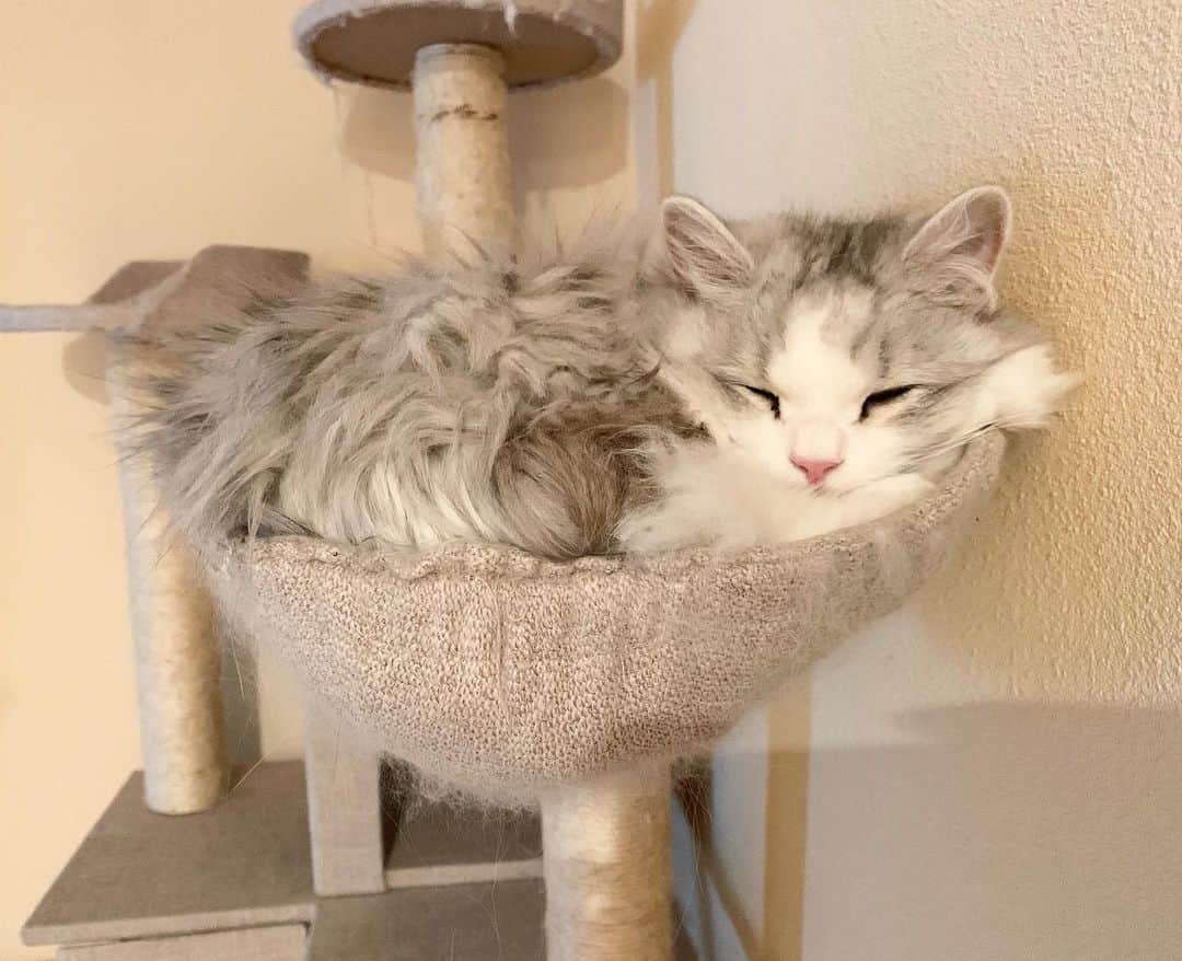 hanaのインスタグラム：「ムギュとおさまっててかわいいね〜  #ねこのいる生活 #ねこと暮らす #cat #cats #catlover #cutecats #catsnap #catstagram #ilovemycat #adorble #ig_catclub #cats_of_instagram #kawaii #kawaii_cat #meowbox #bestmeow #fluffy #funnycritters #scottishfold #neko #kitty #ねこ #ねこ部 #ネコ #猫 #スコティッシュフォールド #スコティッシュ」