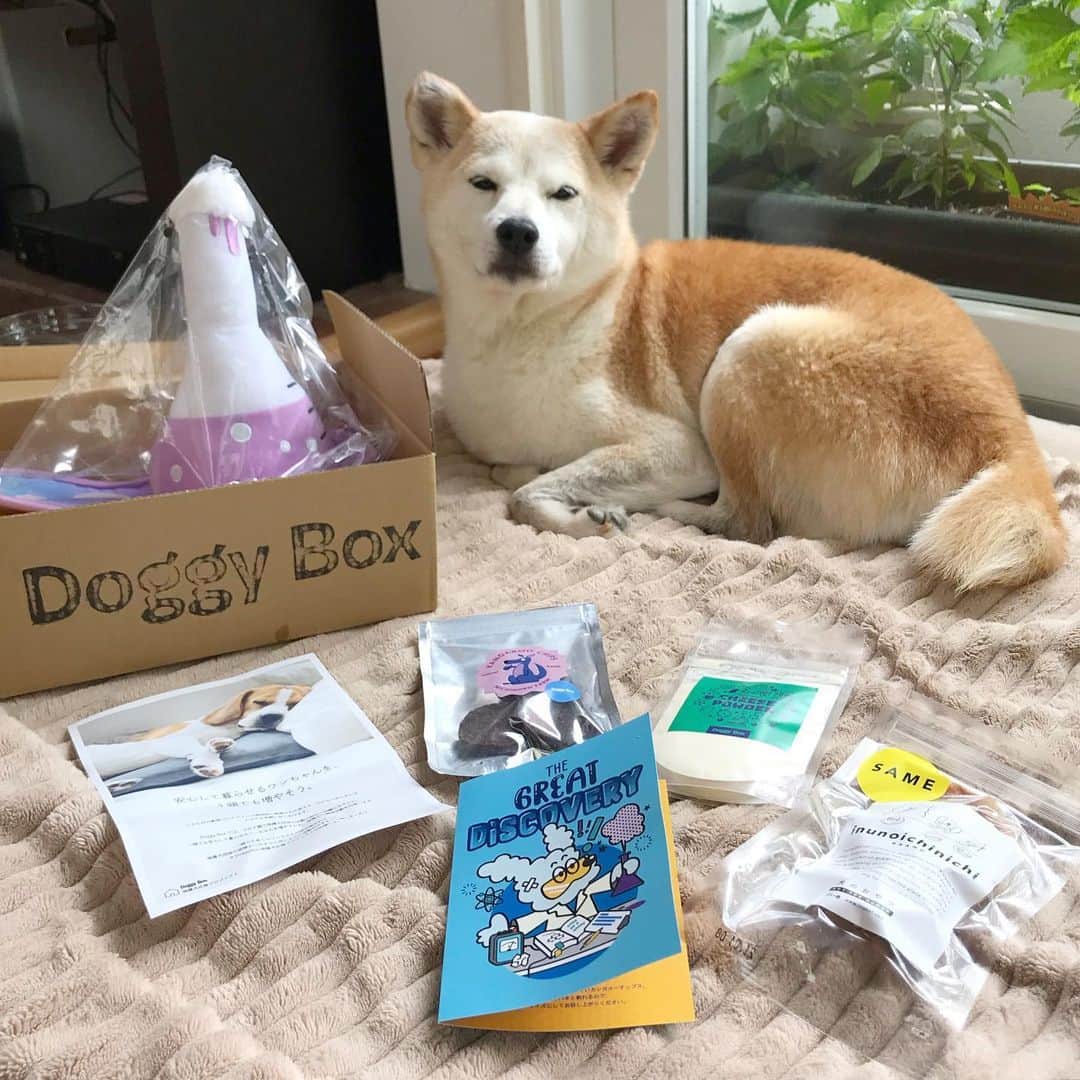 柴犬リリコのインスタグラム