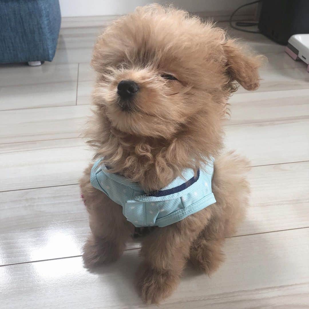 のインスタグラム：「先日初めてお洋服を着させたらこんな顔🐶 ・ #ベルたんの成長記録 #ベルたん #ベルスタグラム #べるすたぐらむ #ベルたんとの生活 #トイプーとポメラニアンのmix #ハーフ犬 #ポメプー #ポメプー部 #テディベア犬 #いぬばか部 #いぬすたぐらむ #犬バカ部 #犬バカ部ふわもこ部 #ふわもこ部 #犬のいる暮らし #犬好きな人と繋がりたい #犬のいる生活 #おうち時間 #愛犬 #愛犬との暮らし #うちの子一番 #わんこ部 #仔犬 #ilovedogs🐶❤️ #パピー期 #生後3ヶ月 #初めてのお洋服 #冷たい顔 #不満げ」