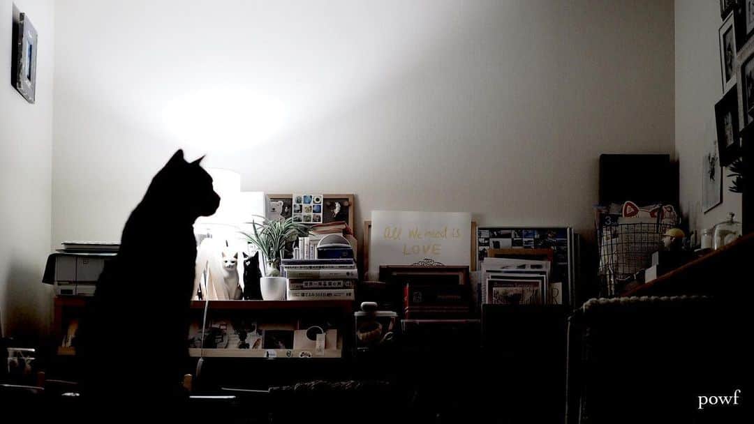 anemone_69のインスタグラム：「. #ハカセとキョウジュ #blackcat #黒猫 #cat #猫 #保護猫 . . .」