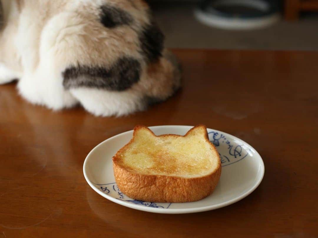 Natsukiさんのインスタグラム写真 - (NatsukiInstagram)「久しぶりにオープンしている近所のショッピングモールへ行ったら、ねこねこ食パンが焼きあがり♡ これは買って帰らなきゃねー(笑) 美味しかったです！バターなしでも十分かも？  もらえないとわかったしらすはお尻を向けてました笑笑  #ねこねこ食パン  #cat  #scottishfold  #猫のいる暮らし ※※※ ここからはPRです。  @mavenjapan 様より、素敵な時計をいただきました。バタバタしていてほとんど投稿できなくなっていた時期だったので、だいぶ遅くなってしまったのですが、ご紹介させてください。  カジュアルな時計が多い中で、この時計はスーツやフォーマルの時にもバッチリ。私もスーツでお仕事の時には使わせていただいてます(^^) クーポンコード[milky1011]で、10%offになりますのでぜひ。  #mavenwatches #マベン #マベンウォッチズ #腕時計 #時計 #手元倶楽部」6月6日 12時15分 - milky517