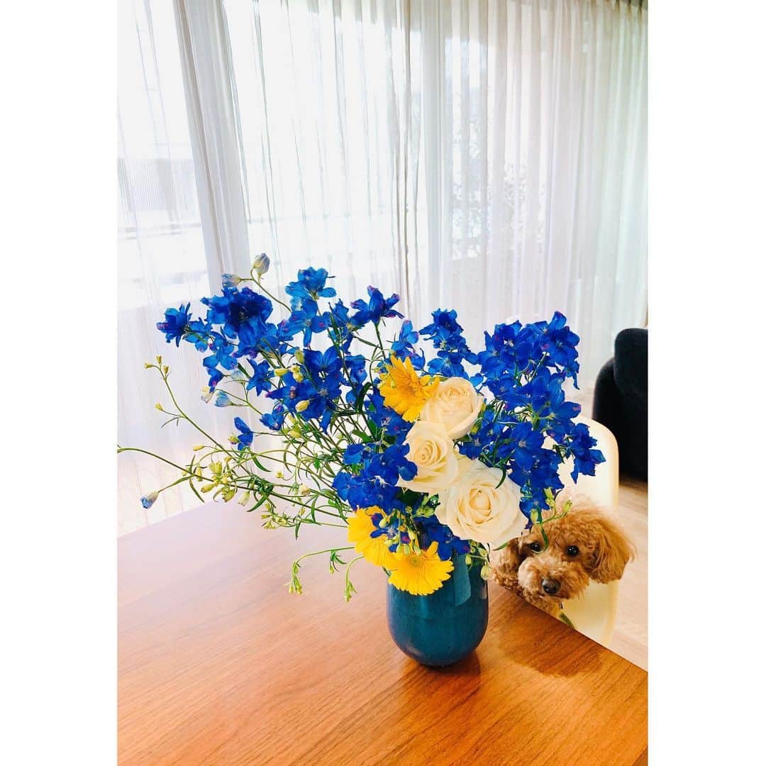 坂田陽子さんのインスタグラム写真 - (坂田陽子Instagram)「外出自粛期間、おうち時間を過ごす中で　#お花のある暮らし  がいかに心を豊かに、癒しを与えてくれるかに改めて気付かされました😊 ・ お花からもらった沢山のパワーへの恩返し❗️という想いもあり、、 商業施設の閉鎖。イベントや結婚式の中止。あらゆる活動が制限される中、お花の需要も激減し、 大切に育てた花達が行き場を失って困っている生産者の方達を支援する活動 　#いけばなチャレンジ　に参加しました。 ・ はい。全くの素人の無謀な挑戦🤣💦 ・ ・ @flowerwholeseller  #第一花き さんより送って頂いた箱いっぱいのお花を見た時は、 さて、どこから手をつけたら良いものか、と一瞬呆然としましたが笑笑 ・ とにかく。生産者の方達、お花に喜んでもらおう❗️と ご協力頂いた　@clay_plus さんの素敵な花瓶に、一心不乱に生けていたら、、、気づいたら5時🤣🤣 朝になっててびっくり笑笑 ・ ・ お花の事も、生け方もアレンジの仕方も全くの知識ゼロであーでも無い、こーでも無いと悩んだ挙句。。 ぽってりとしたフォルムと深みのあるブルーが素敵な花瓶に合わせて、眩しい夏の日差しの様なイエロー、夏雲の様なホワイトを入れて、夏‼️をイメージして生けてみました😆 ・ 写真はアラが目立たない様にかるた🐶でカモフラージュしたよ🤣🤣 ・ ・ #おうちで花そう #暮らしに花を #homewithflowers  #dkfn #clayplus」6月6日 12時25分 - yokosakata