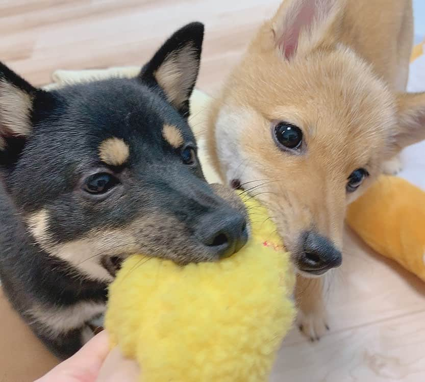 環奈（長沢菜々香の飼い犬）のインスタグラム