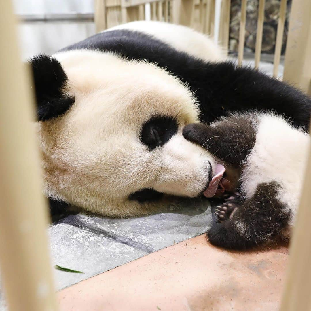 パンダ（白浜）さんのインスタグラム写真 - (パンダ（白浜）Instagram)「#彩浜 ｂａｂｙ　２０１８ LLTTLE☀️ 🐼😊🐼 #ADVENTUREWORLDPANDAS #baby #HELLOLITTLE #pandamental #hellopanda #ハローリトル #ハローパンダ #パンダグラビア #パンダ　and #panda #pandababy 🐼🐼🐼」6月6日 13時25分 - hellopanda_book