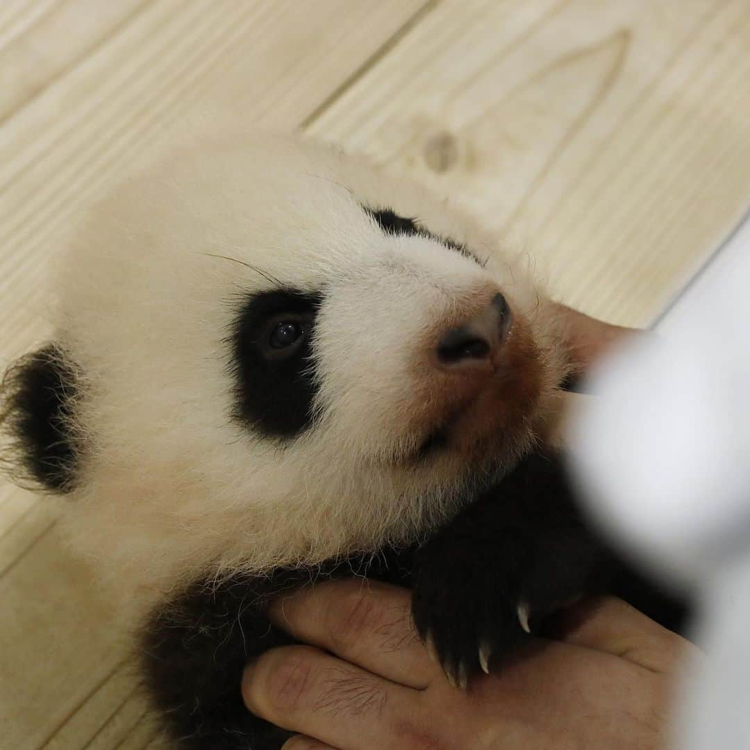 パンダ（白浜）さんのインスタグラム写真 - (パンダ（白浜）Instagram)「#彩浜 ｂａｂｙ　２０１８ LLTTLE☀️ 🐼😊🐼 #ADVENTUREWORLDPANDAS #baby #HELLOLITTLE #pandamental #hellopanda #ハローリトル #ハローパンダ #パンダグラビア #パンダ　and #panda #pandababy 🐼🐼🐼」6月6日 13時25分 - hellopanda_book