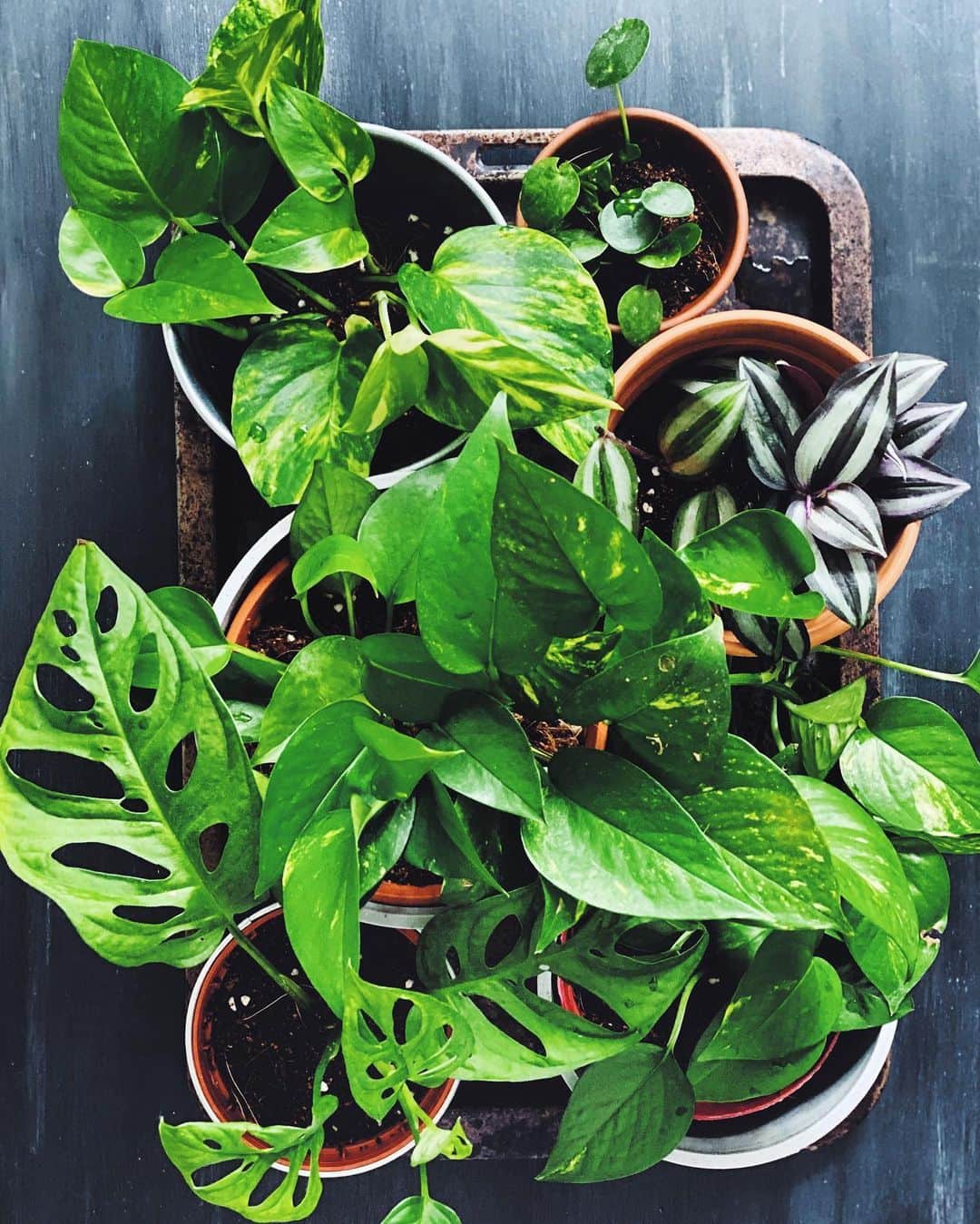 鄭碧瑩のインスタグラム：「All in a half day’s work of potting propagated cuttings. I started #plantlife with the ambition to fill my indoors with plants. Then I discovers my indoor environment is hated by most tropical plants - too dark, too cold, too dry.  Instead of an #indoorjungle I ended up with a #corridorgarden and lots of plant babies. I’m now hatching a new plan to fill my living room with just propagated money plants and #philodendron after they grow big outdoors.  What do you think? . . .  #plantstagram #plantsofinstagram #houseplants #plantsmakepeoplehappy #botanical #instaplants #plants #foliage #leaf #plantflife #springintoplants #plantlady #plantpotters #crazyplantlady #houseplantclub #helloplantlover #plantshelfie #houseplantsofinstagram #houseofplantlovers #junglecollective #vscogram #vscocam #vscogrid #vscoplants #urbanjunglebloggers」