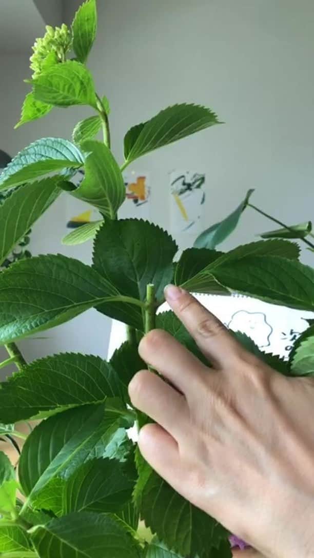 LOVEGREEN -植物と暮らしを豊かに。のインスタグラム