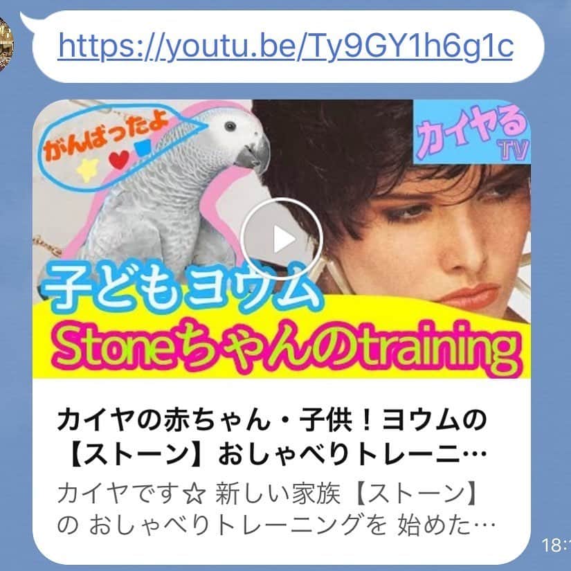 のインスタグラム：「My African grey in training Youtube  http://www.youtube.com/watch?v=Ty9GY1h6g1c . . . . . . . . . . . #caiya #かいやるTV #youtube #stone #africangrey #parrot #home #fun #love #training #talking #watch #happiness #irresistible」