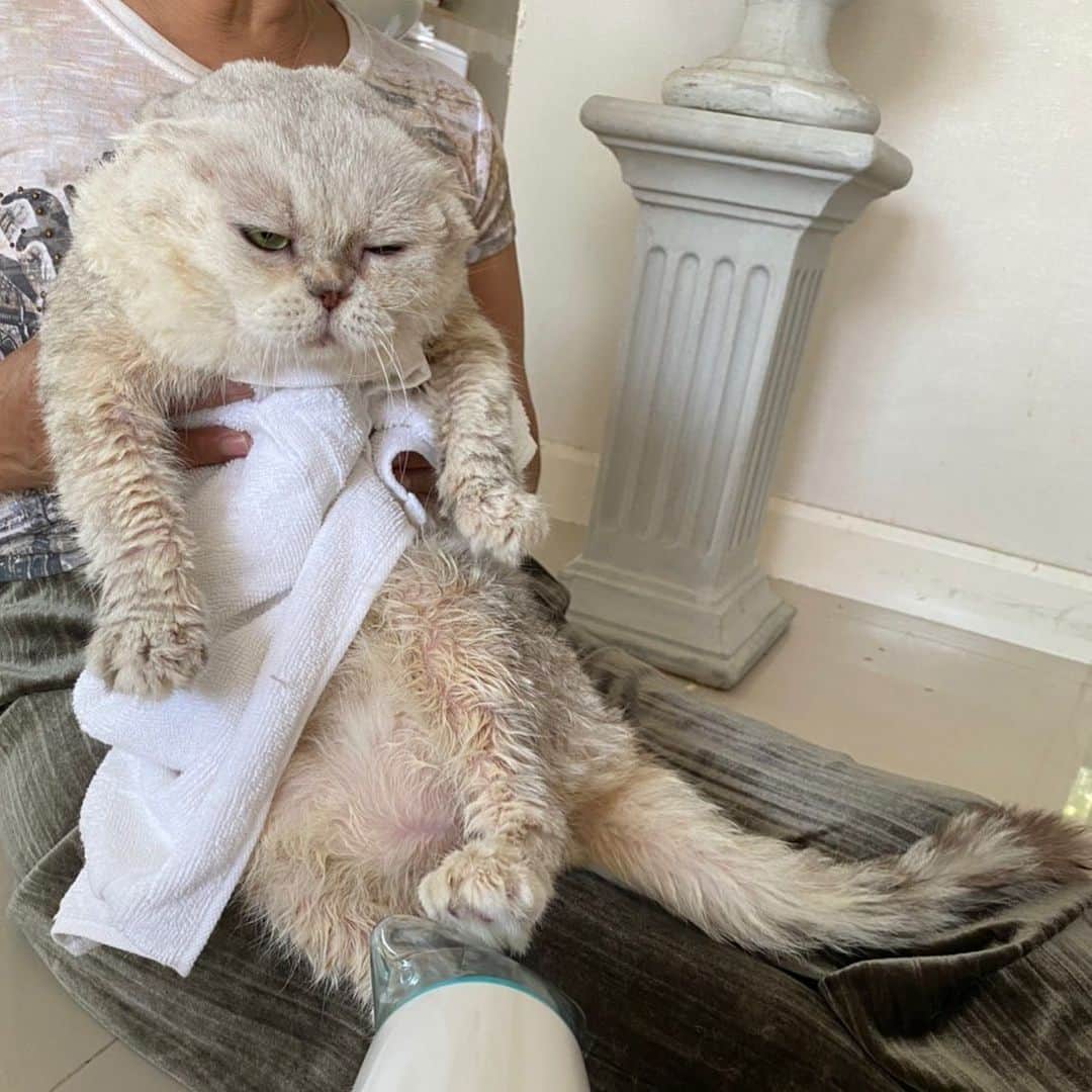 Haruのインスタグラム：「Too much exhausted #bathday #haruthecat #harubabyseal #เหนื่อยเหมือนว่ายข้ามมหาสมุทร」