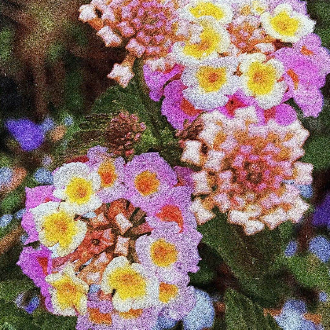 月島桃花さんのインスタグラム写真 - (月島桃花Instagram)「. “March winds and April showers bring May flowers.” 三月の風と四月の雨が五月の花をもたらす  どんな辛いことも意味のあることだと 雨風にさらされたお花たちがおしえてくれる . 地から栄養をもらったお花の色は パレットにない絶妙な色で 写真はすべて街中のお花たち TVやSNSの中の溢れすぎた情報に疲れた人も多いはず。 このことわざの意味も 自分の目で見て感じることの大切さも 大事にして愛で溢れる生き方でいたい🦋🌿❤️」6月6日 14時56分 - momoka_peanuts