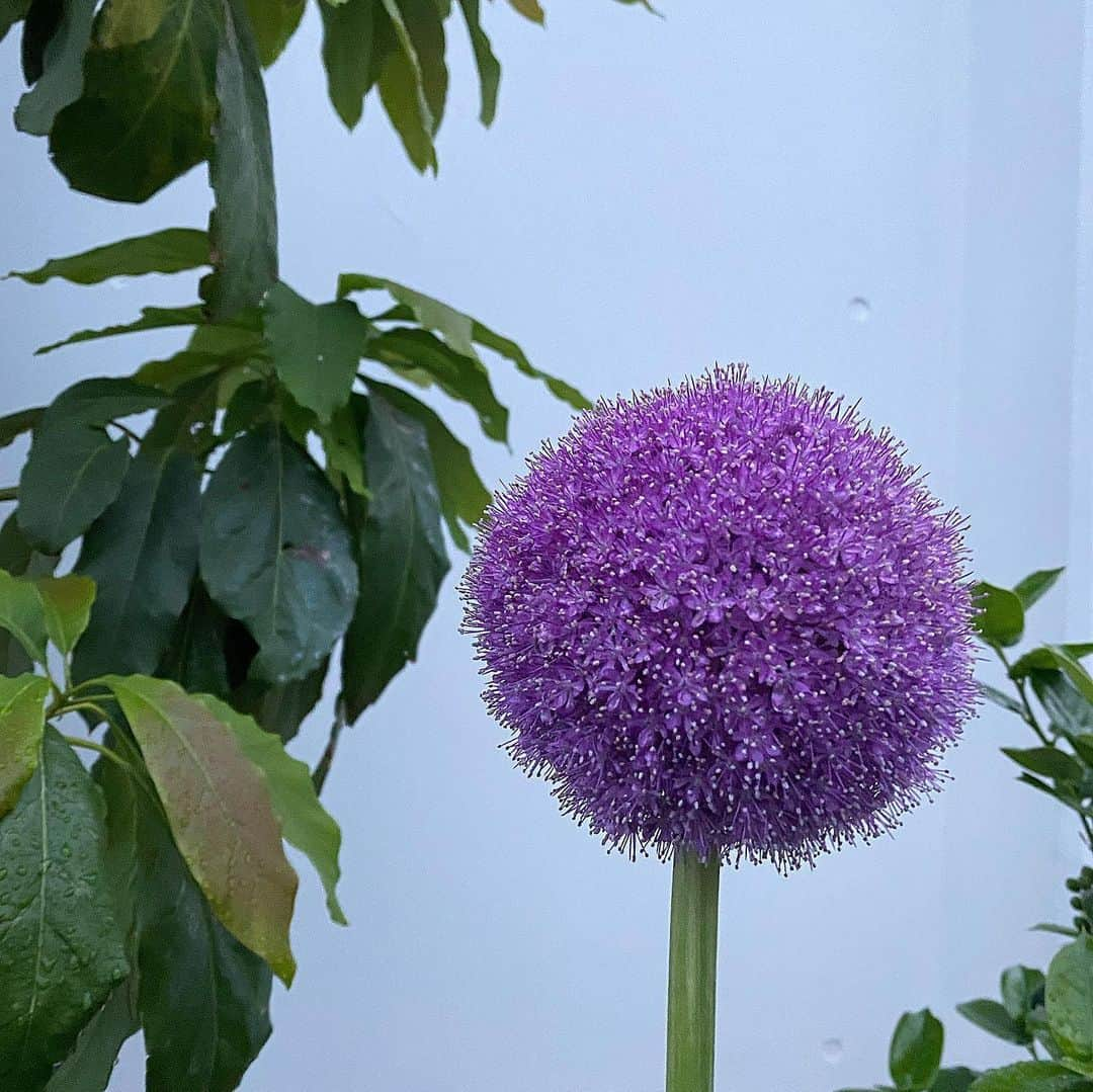 月島桃花さんのインスタグラム写真 - (月島桃花Instagram)「. “March winds and April showers bring May flowers.” 三月の風と四月の雨が五月の花をもたらす  どんな辛いことも意味のあることだと 雨風にさらされたお花たちがおしえてくれる . 地から栄養をもらったお花の色は パレットにない絶妙な色で 写真はすべて街中のお花たち TVやSNSの中の溢れすぎた情報に疲れた人も多いはず。 このことわざの意味も 自分の目で見て感じることの大切さも 大事にして愛で溢れる生き方でいたい🦋🌿❤️」6月6日 14時56分 - momoka_peanuts