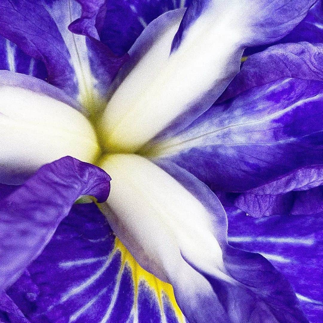 月島桃花さんのインスタグラム写真 - (月島桃花Instagram)「. “March winds and April showers bring May flowers.” 三月の風と四月の雨が五月の花をもたらす  どんな辛いことも意味のあることだと 雨風にさらされたお花たちがおしえてくれる . 地から栄養をもらったお花の色は パレットにない絶妙な色で 写真はすべて街中のお花たち TVやSNSの中の溢れすぎた情報に疲れた人も多いはず。 このことわざの意味も 自分の目で見て感じることの大切さも 大事にして愛で溢れる生き方でいたい🦋🌿❤️」6月6日 14時56分 - momoka_peanuts