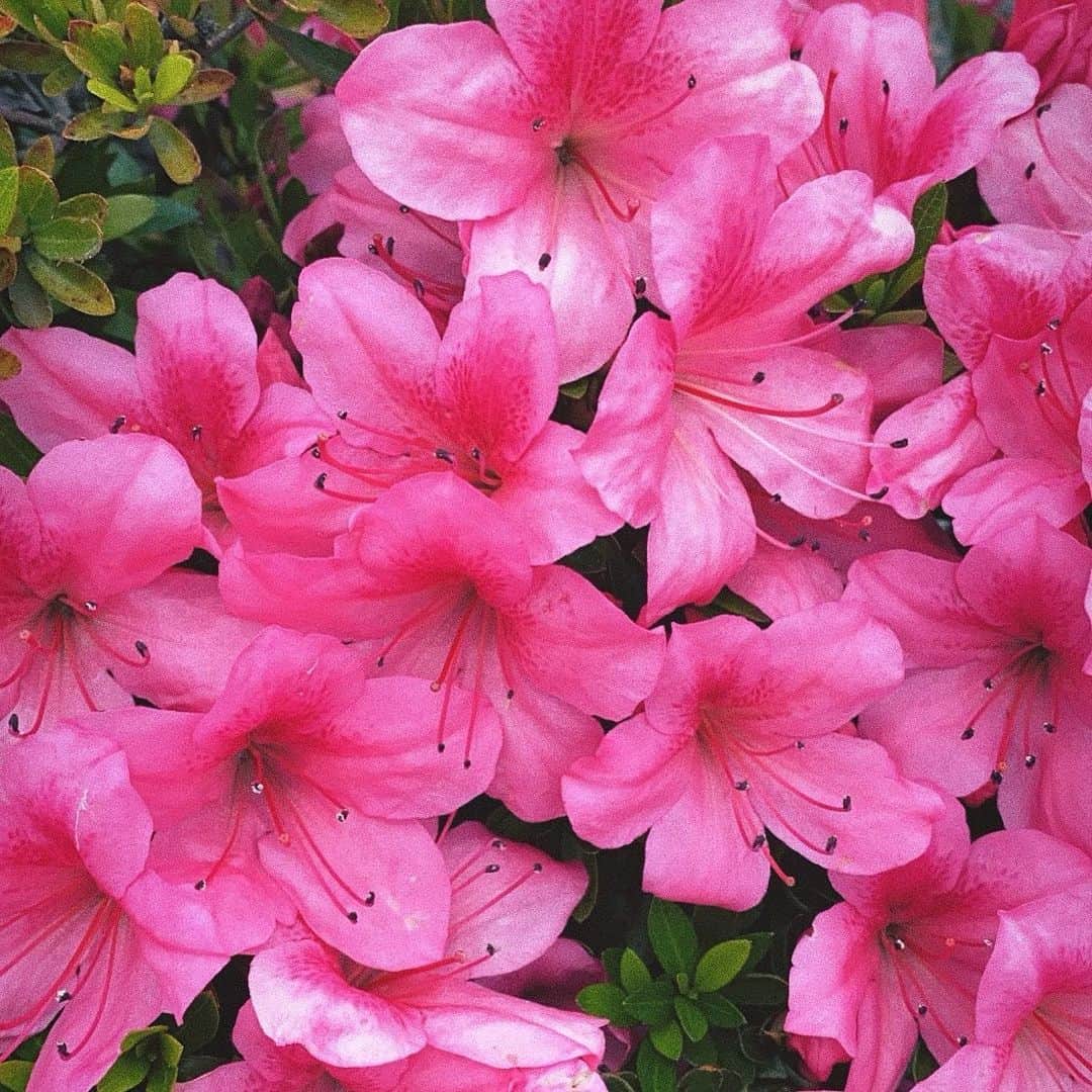 月島桃花のインスタグラム：「. “March winds and April showers bring May flowers.” 三月の風と四月の雨が五月の花をもたらす  どんな辛いことも意味のあることだと 雨風にさらされたお花たちがおしえてくれる . 地から栄養をもらったお花の色は パレットにない絶妙な色で 写真はすべて街中のお花たち TVやSNSの中の溢れすぎた情報に疲れた人も多いはず。 このことわざの意味も 自分の目で見て感じることの大切さも 大事にして愛で溢れる生き方でいたい🦋🌿❤️」