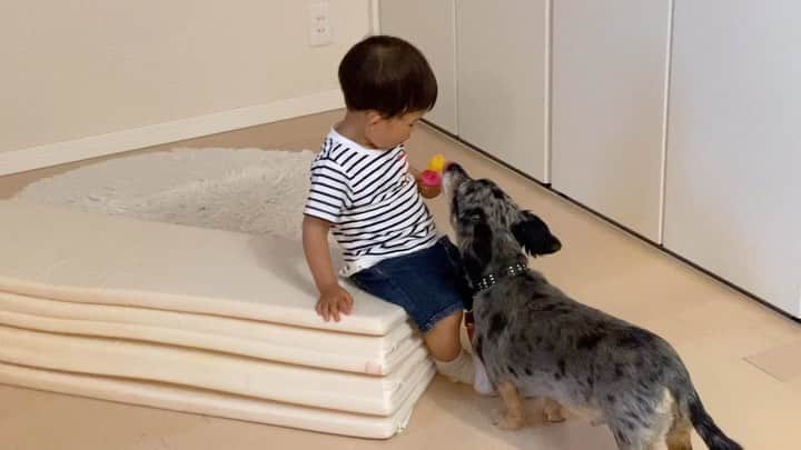 池田夢見のインスタグラム：「犬と赤ちゃんがいる家あるある  菌とかもう関係ない😱  恐ろしや、、、 #pet #家にいる #ありますよね  #チワックス　#こきち」