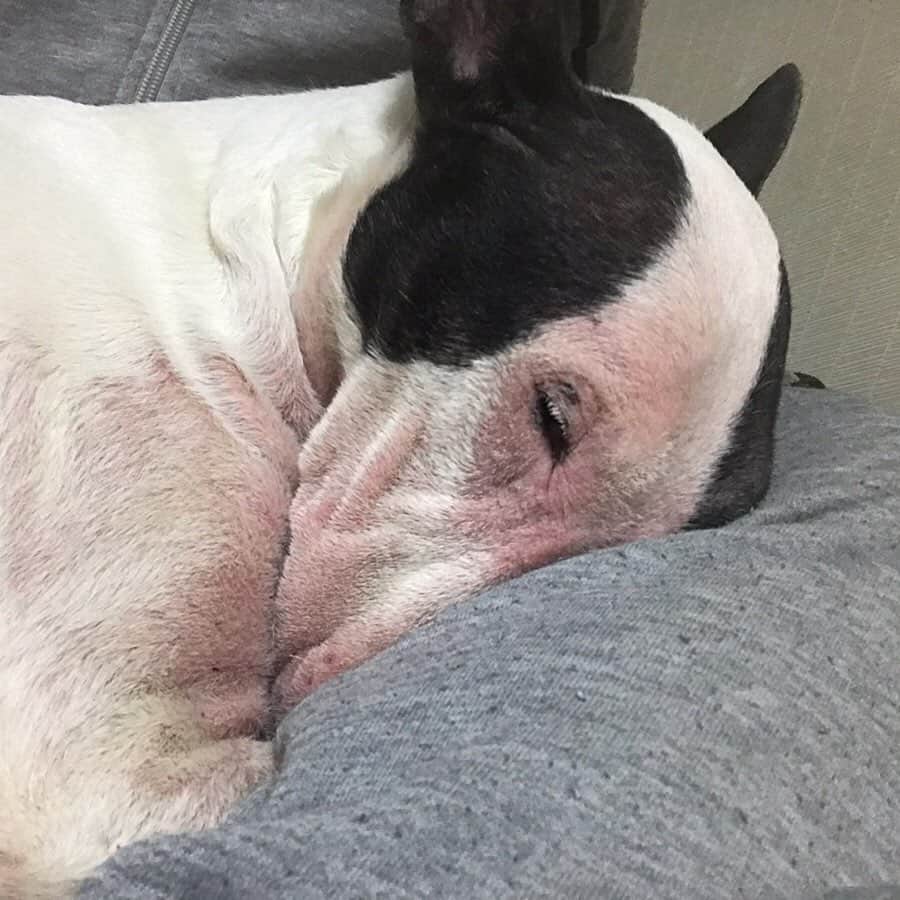 のインスタグラム：「#minituru#bull#terrier#minibullterrier#miniturubullterrier#dog#dogstagram#cute#qtaro#love#family#ミニチュア#ブルテリア#ミニチュアブルテリア#Q太郎」