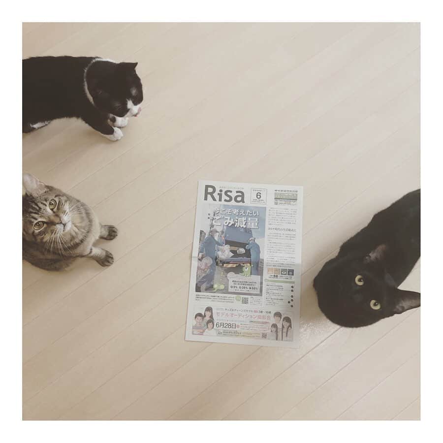のインスタグラム：「* 本日6/6名古屋市内で配布されている中日新聞折り込みの環境フリーペーパーRisaに、先日取材を受けた岐阜多頭崩壊現場のことが載っております🙇🏻 ・ 昨年の秋からこの崩壊現場のレスキューに入り、当初40匹近くいた猫たちは順に里親さん、預かりさん(必要な治療を行った上)へ繋ぎ、現場には現在8匹、里親募集中の猫は全体で23匹となりました🙇🏻 最初の頃からの様子はプロフィール欄にあるストーリーのハイライトをご覧いただくとイメージがわかりやすいかもです🙇🏻 あ！あと現場の最近の様子はIGTVに残しています！プロフィール画面の中央真ん中にあるテレビマークからご覧いただけますー！🤗 ・ 単純にあの現場から既に成猫30匹近く脱出させたのかと思うとこの半年ちょっとの間、ただのいち個人ボランティアですがかなり頑張ったなぁと、自分を褒めてあげたい😂笑。 もちろん私だけの力ではありません！💦現場を先導しつつ一緒にお掃除、お世話、預かり、通院、里親募集、支援の呼びかけ、里親さん預かりさんのフォローをしてているベテランボランティアの青井さん( @asano.aoi )という力強い味方がいて、現場のことをご夫婦でサポートしつつ"りすちゃん"の預かりを現在している梅田さん、その他同じように預かりボランティアをしてくださっている方々、里親になってくださった方々、支援金・支援物資にご協力くださっている皆様、本当にたくさんの方にご協力いただいて少しずつでも救い出すことができました😭 本当にありがとうございます🙇🏻 ・ まだこれから"くじらくん"の再手術(残っている歯の抜歯手術)、現場で最後まで待たせてしまった"ちゃちゃちゃん"の抜歯手術があります。 ようやく先がぼんやりと見えてきたところですが、まだ里親募集中の子はたくさんいますので、気持ちを新たに頑張りたいと思います💪 ・ 里親募集中の子たちは里親募集情報掲載用のアカウント @comugineko をご覧ください🙇🏻 里親さんになっていただくためには条件等がありますので @tomochunba までDMにてお尋ねくださいませ🙇🏻 条件等はどうしても知らない方に大切な子をお願いするために必要なものです🙇🏻ご協力お願いします🙇🏻 ・ 最後に、約3年前に保護した"りんた"(野良猫時代に首に輪ゴムを巻かれる悪戯をされていた仮名ω鈴カステラくん)の里親さんになってくださったアナウンサーの深谷さん( @rinafukaya )、取材してくださりありがとうございました🙇🏻💦現場のお掃除も…🙇🏻 深谷さんは昔私がカフェで手伝いをしていた時に知り合って、我が家の先代猫であり生まれつき心臓病だった"こむぎ"の本を出版する度に東海ラジオに出させてもらっていたから、思えばもう8〜9年くらいのお付き合いになるのかな？🤔 たくさんの良いご縁に繋がれて感謝でいっぱいです！ こむぎありがとう！！！😭😭 #岐阜多頭崩壊レスキュー  #里親募集 #里親募集中」